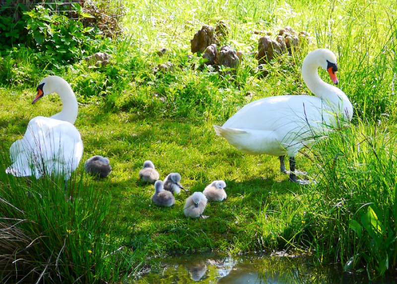 czym karmić kaczki łabędzie